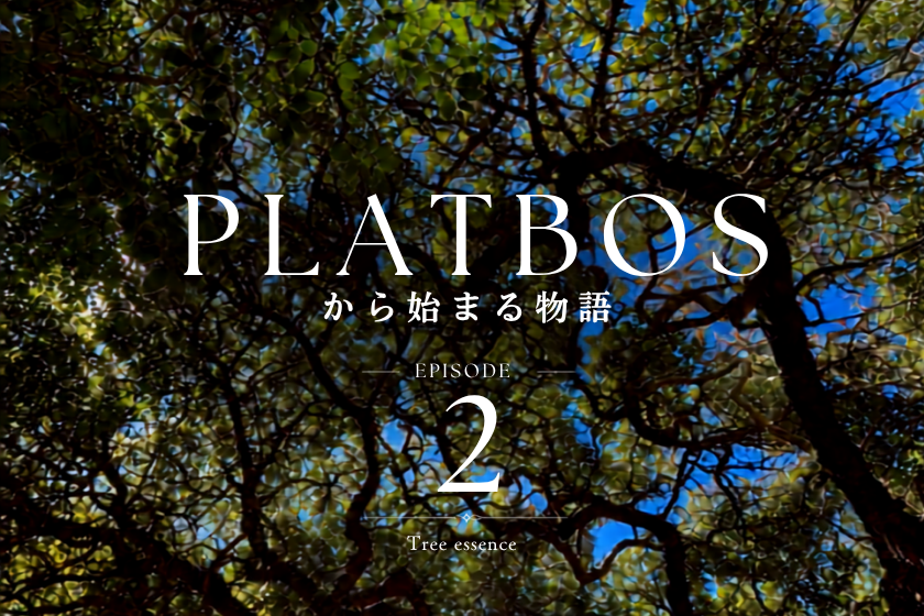 南アフリカの太古の森Platbos Forestの樹冠を見上げた風景 南アフリカの太古の森Platbos Forestの樹冠を見上げた風景(太古の森プロジェクト Episode2)