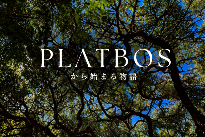 南アフリカの古代林Platbosの樹冠を見上げた風景